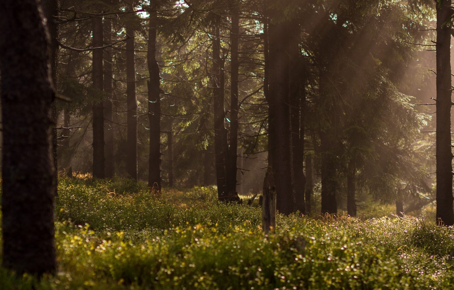 Stora Enso Metsä