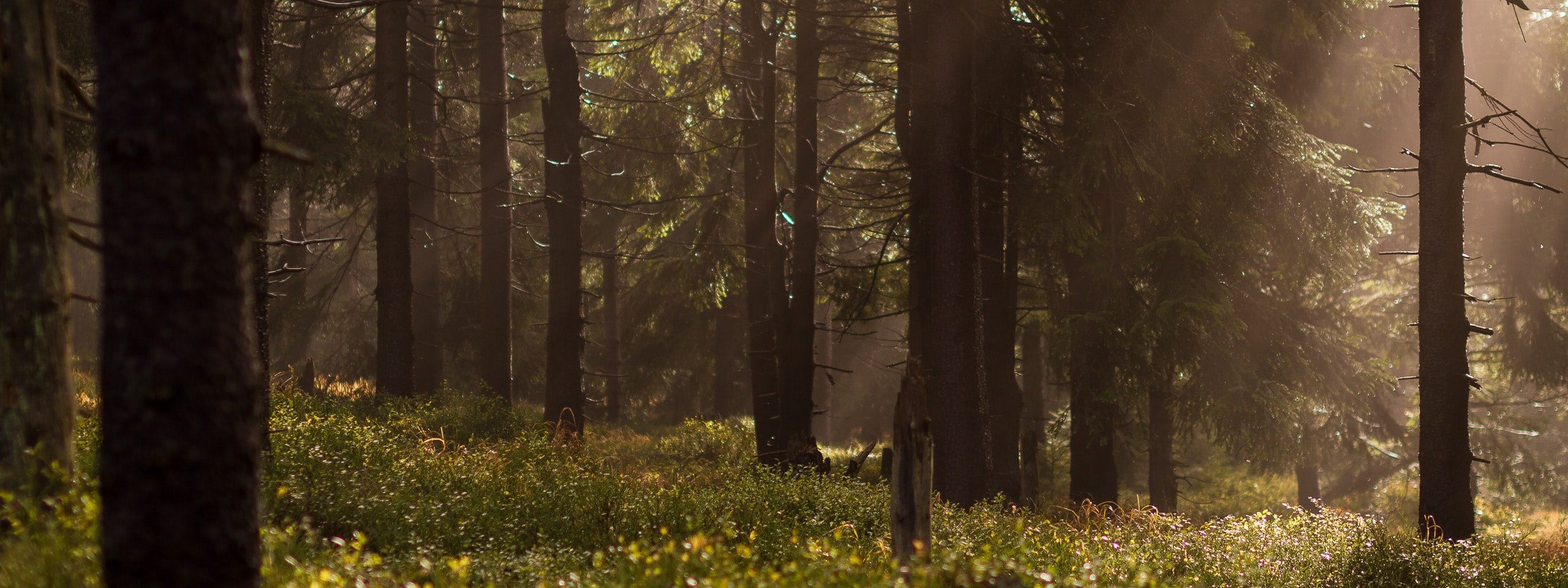 Stora Enso Metsä